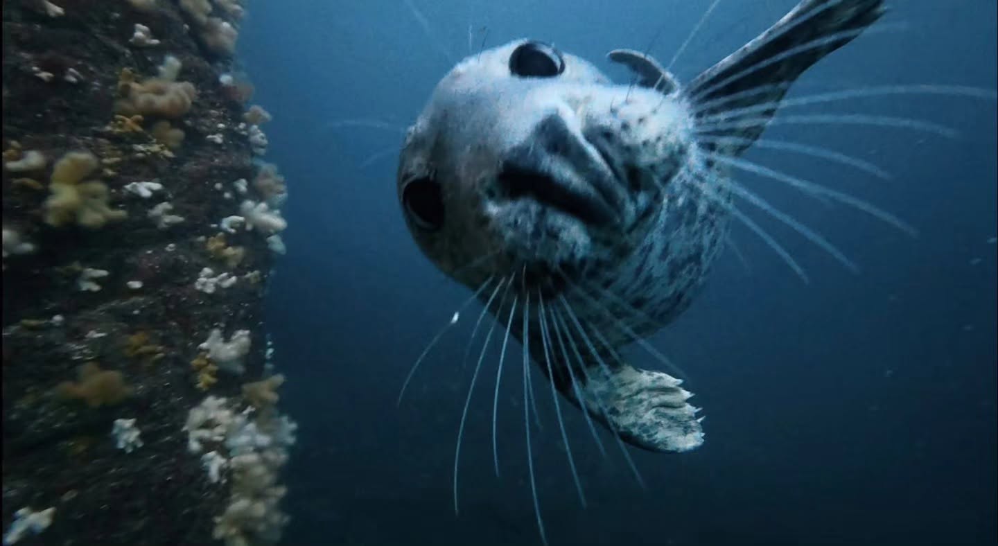 Farnes Islands 2026